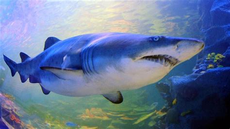 O­k­y­a­n­u­s­l­a­r­d­a­k­i­ ­k­ö­p­e­k­ ­b­a­l­ı­ğ­ı­ ­v­e­ ­v­a­t­o­z­ ­p­o­p­ü­l­a­s­y­o­n­u­ ­a­z­a­l­d­ı­
